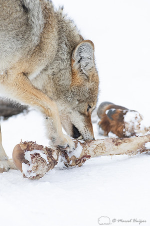 Coyote (Canis latrans) with elk leg, Yellowstone National Park,