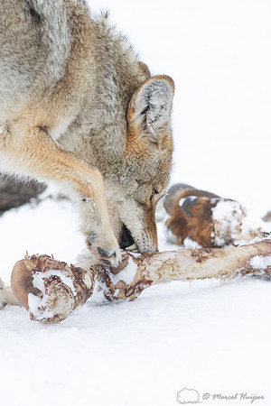 Coyote (Canis latrans) with elk leg, Yellowstone National Park,