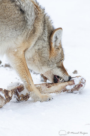 Coyote (Canis latrans) with elk leg, Yellowstone National Park,