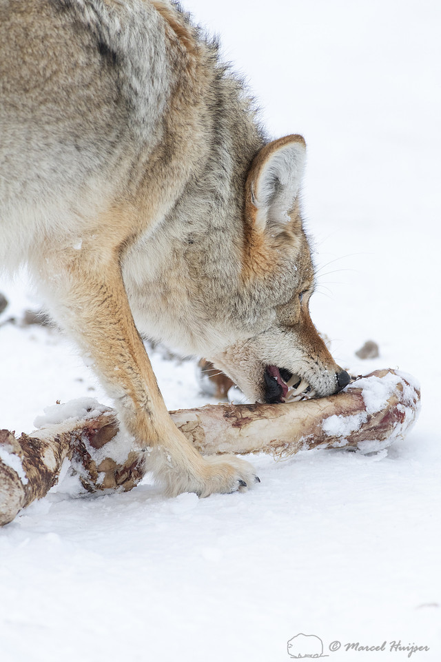 Coyote (Canis latrans) with elk leg, Yellowstone National Park,