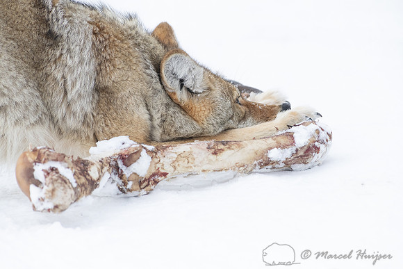 Coyote (Canis latrans) with elk leg, Yellowstone National Park,