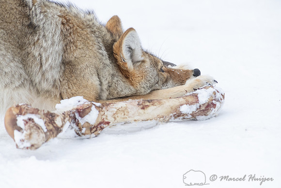 Coyote (Canis latrans) with elk leg, Yellowstone National Park,