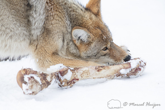 Coyote (Canis latrans) with elk leg, Yellowstone National Park,