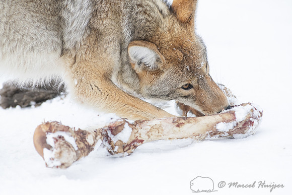 Coyote (Canis latrans) with elk leg, Yellowstone National Park,