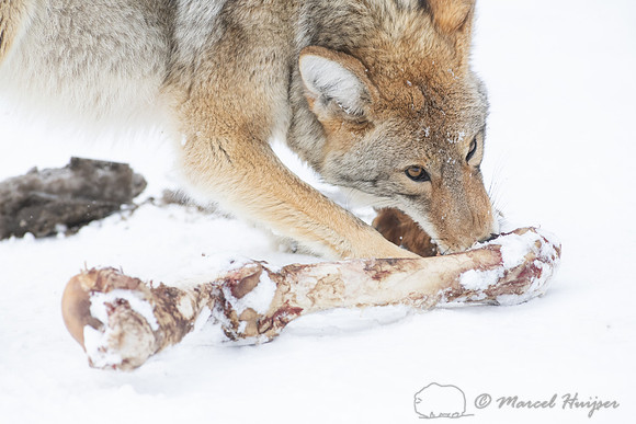 Coyote (Canis latrans) with elk leg, Yellowstone National Park,