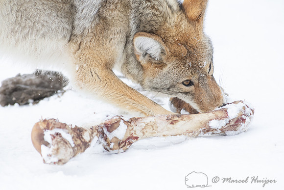 Coyote (Canis latrans) with elk leg, Yellowstone National Park,