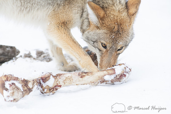 Coyote (Canis latrans) with elk leg, Yellowstone National Park,