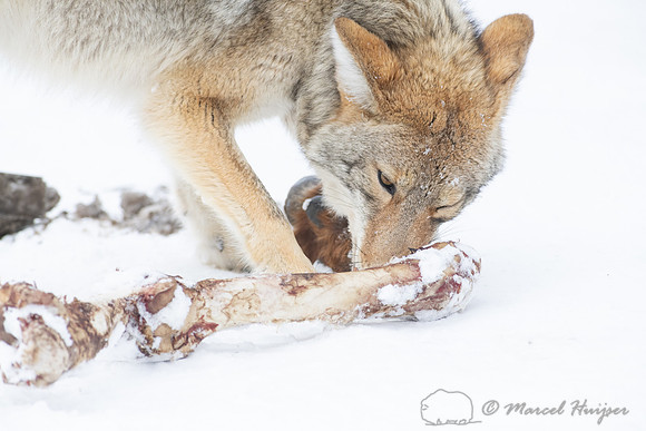 Coyote (Canis latrans) with elk leg, Yellowstone National Park,