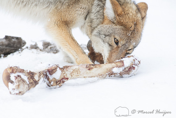 Coyote (Canis latrans) with elk leg, Yellowstone National Park,