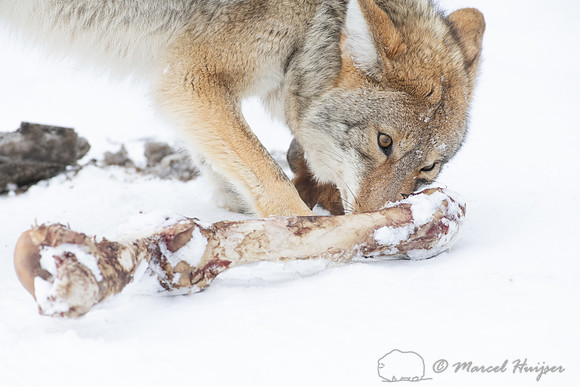 Coyote (Canis latrans) with elk leg, Yellowstone National Park,