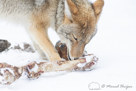 Coyote (Canis latrans) with elk leg, Yellowstone National Park,
