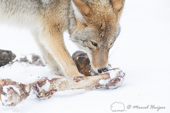 Coyote (Canis latrans) with elk leg, Yellowstone National Park,