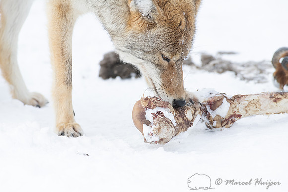 Coyote (Canis latrans) with elk leg, Yellowstone National Park,