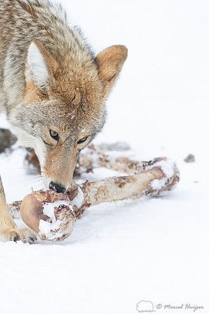 Coyote (Canis latrans) with elk leg, Yellowstone National Park,