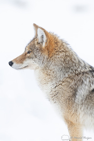 Coyote (Canis latrans) in the snow, Yellowstone National Park, W