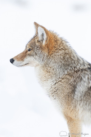 Coyote (Canis latrans) in the snow, Yellowstone National Park, W