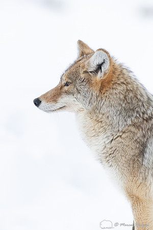 Coyote (Canis latrans) in the snow, Yellowstone National Park, W