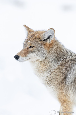 Coyote (Canis latrans) in the snow, Yellowstone National Park, W