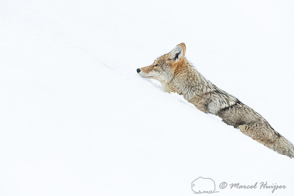 Coyote (Canis latrans) in the snow, Yellowstone National Park, W