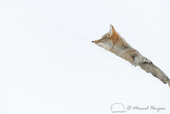 Coyote (Canis latrans) in the snow, Yellowstone National Park, W