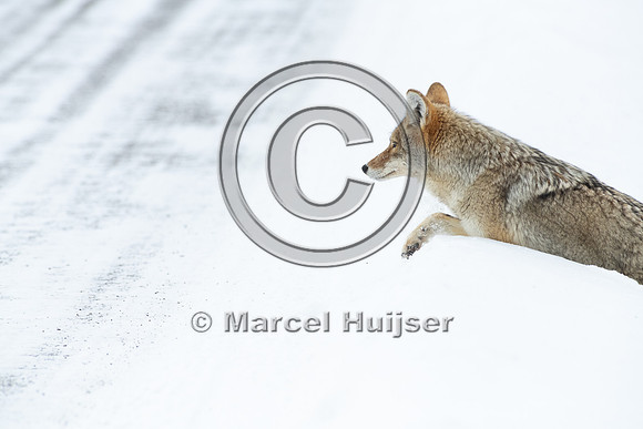 Coyote (Canis latrans) on the road, Yellowstone National Park, W