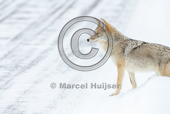 Coyote (Canis latrans) on the road, Yellowstone National Park, W