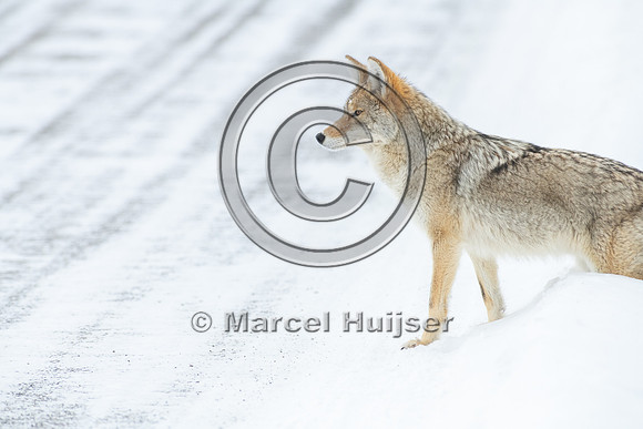 Coyote (Canis latrans) on the road, Yellowstone National Park, W