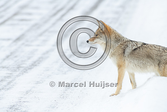 Coyote (Canis latrans) on the road, Yellowstone National Park, W