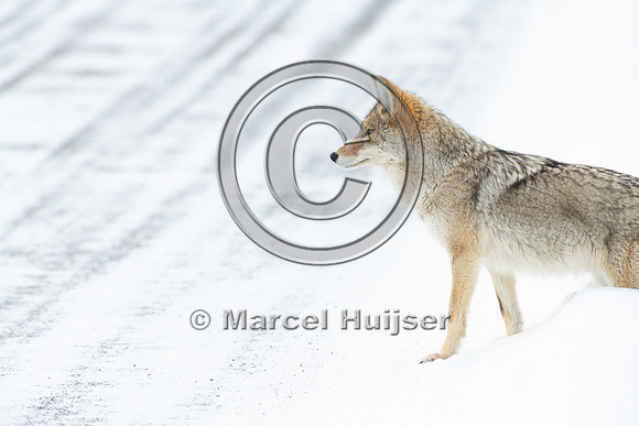 Coyote (Canis latrans) on the road, Yellowstone National Park, W