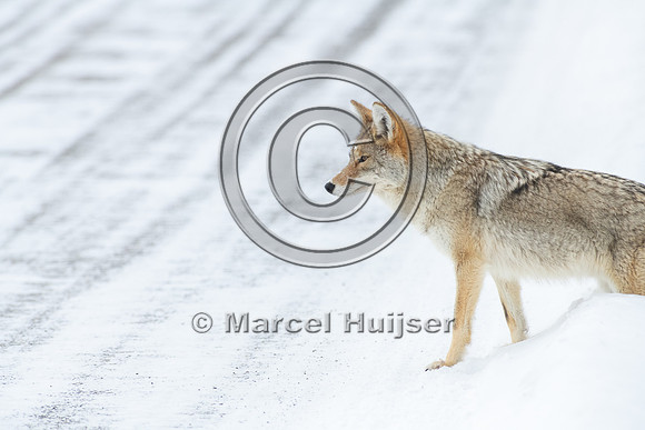 Coyote (Canis latrans) on the road, Yellowstone National Park, W
