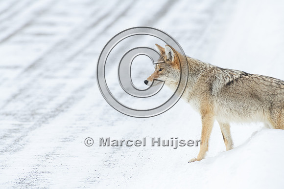 Coyote (Canis latrans) on the road, Yellowstone National Park, W