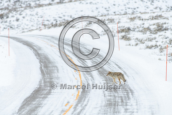 Coyote (Canis latrans) on the road, Yellowstone National Park, W