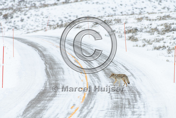 Coyote (Canis latrans) on the road, Yellowstone National Park, W