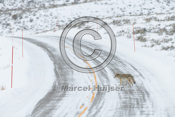 Coyote (Canis latrans) on the road, Yellowstone National Park, W