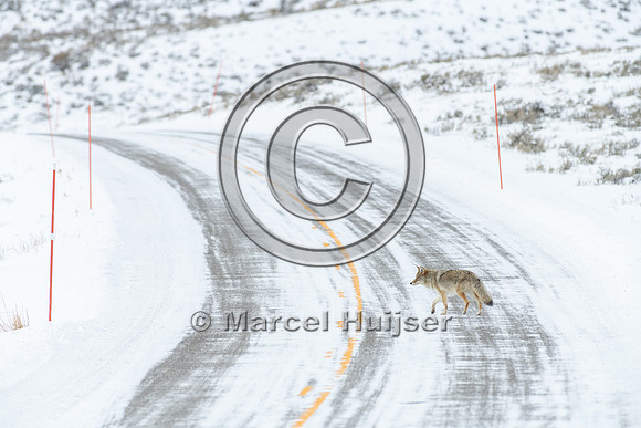 Coyote (Canis latrans) on the road, Yellowstone National Park, W