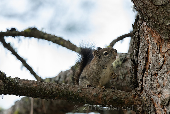Red squirrel (Tamiasciurus hudsonicus), Montana, USA