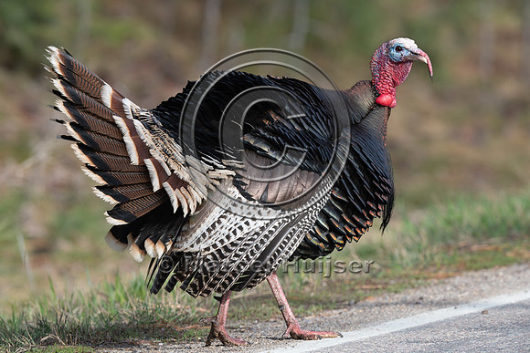 Wild turkey (Meleagris gallopavo) crossing road, Montana, USA