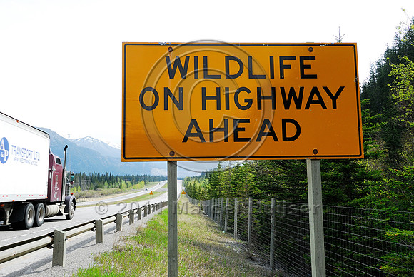 Wildlife warning sign, Wildlife on highway ahead, AB