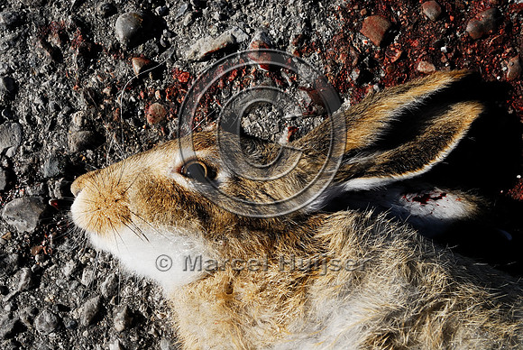 White-tailed jackrabbit (Lepus townsendii) roadkill, MT