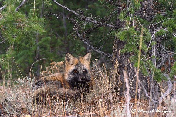 Red fox Vulpes vulpes lying down, Wyoming