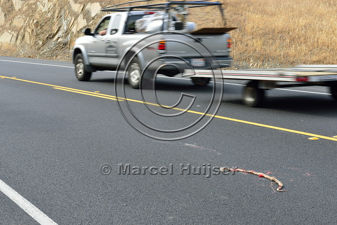 Gopher snake (Pituophis catenifer) roadkill, Hwy 49 south of Chinese Camp, California, USA