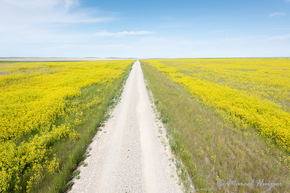 Yellow Sweetclover (Melilotus officinalis) (non-native species)