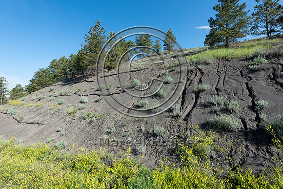 Erosion control on a slope adjacent to a dirt road, Montana, USA