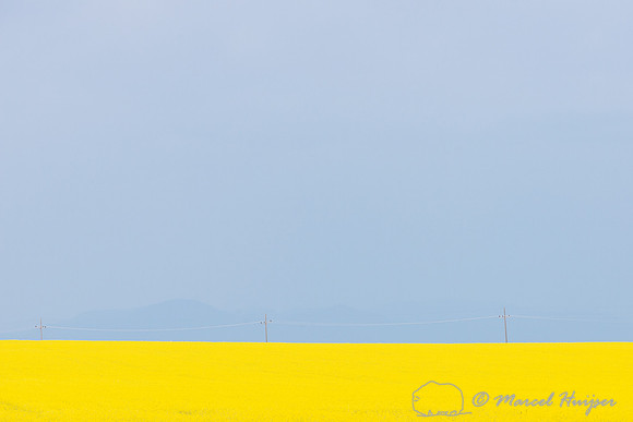 Field with yellow flowers, power line, Rocky Mountain front, and