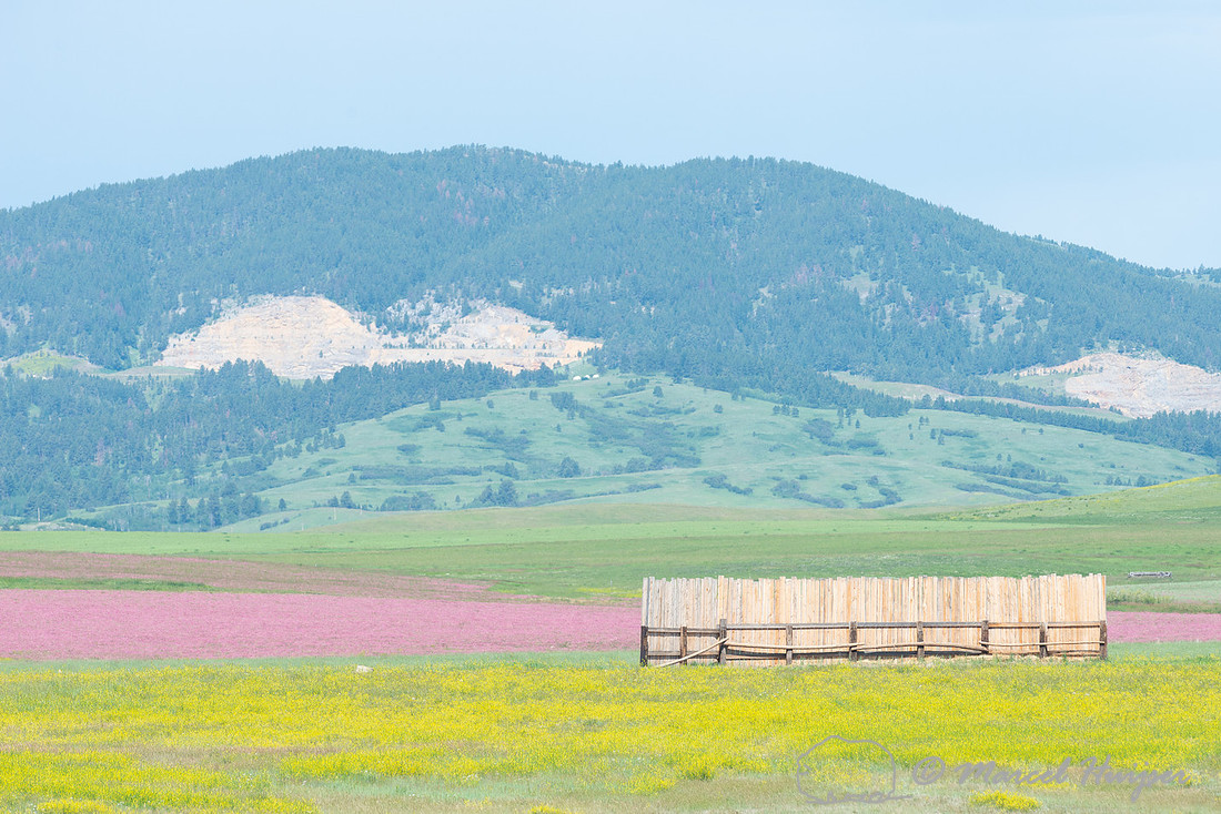 Sanfoin (Onobrychis viciifolia) and yellow sweetclover, Melilotu