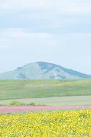 Sanfoin (Onobrychis viciifolia) and yellow sweetclover, Melilotu
