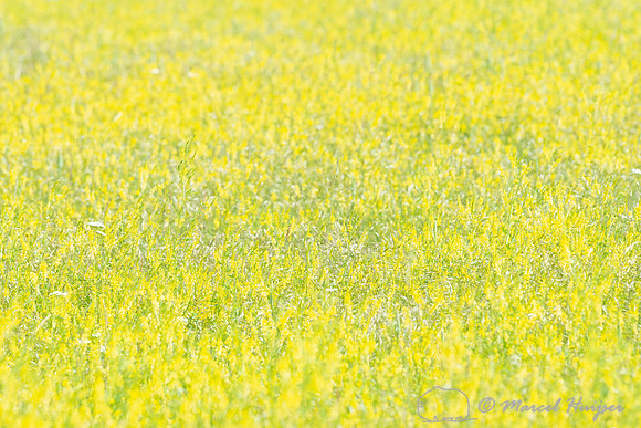 Yellow sweetclover, Melilotus officinalis, near Hilger, Montana