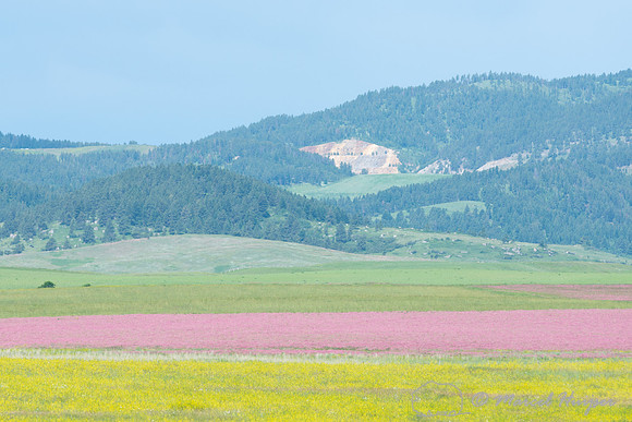 Sanfoin (Onobrychis viciifolia) and yellow sweetclover, Melilotu