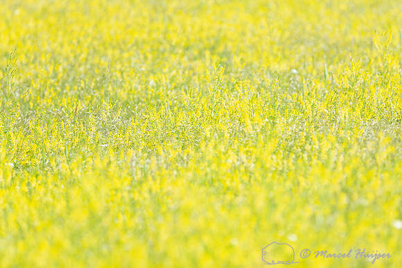 Yellow sweetclover, Melilotus officinalis, near Hilger, Montana
