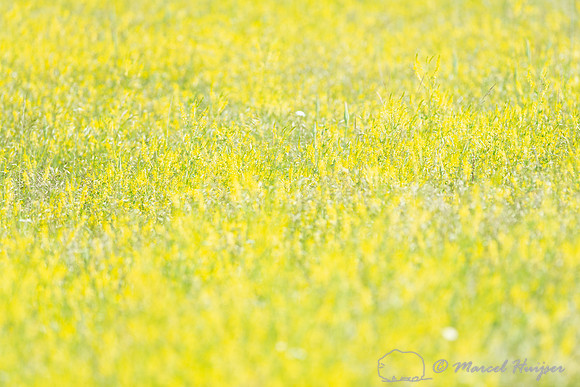Yellow sweetclover, Melilotus officinalis, near Hilger, Montana